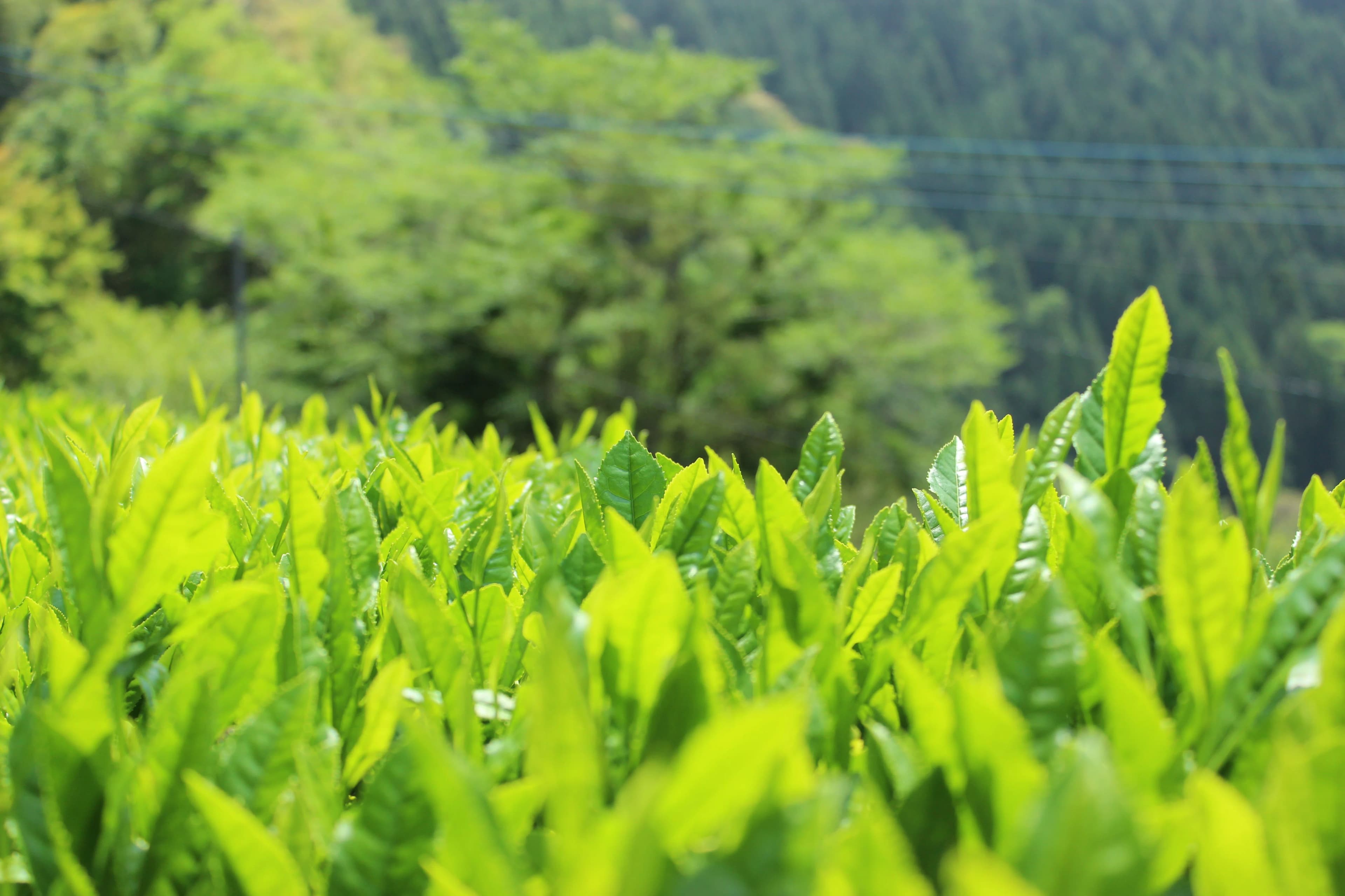 諸塚村の茶畑、地域循環農業の風景