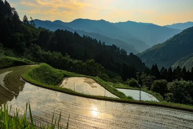 諸塚村の棚田