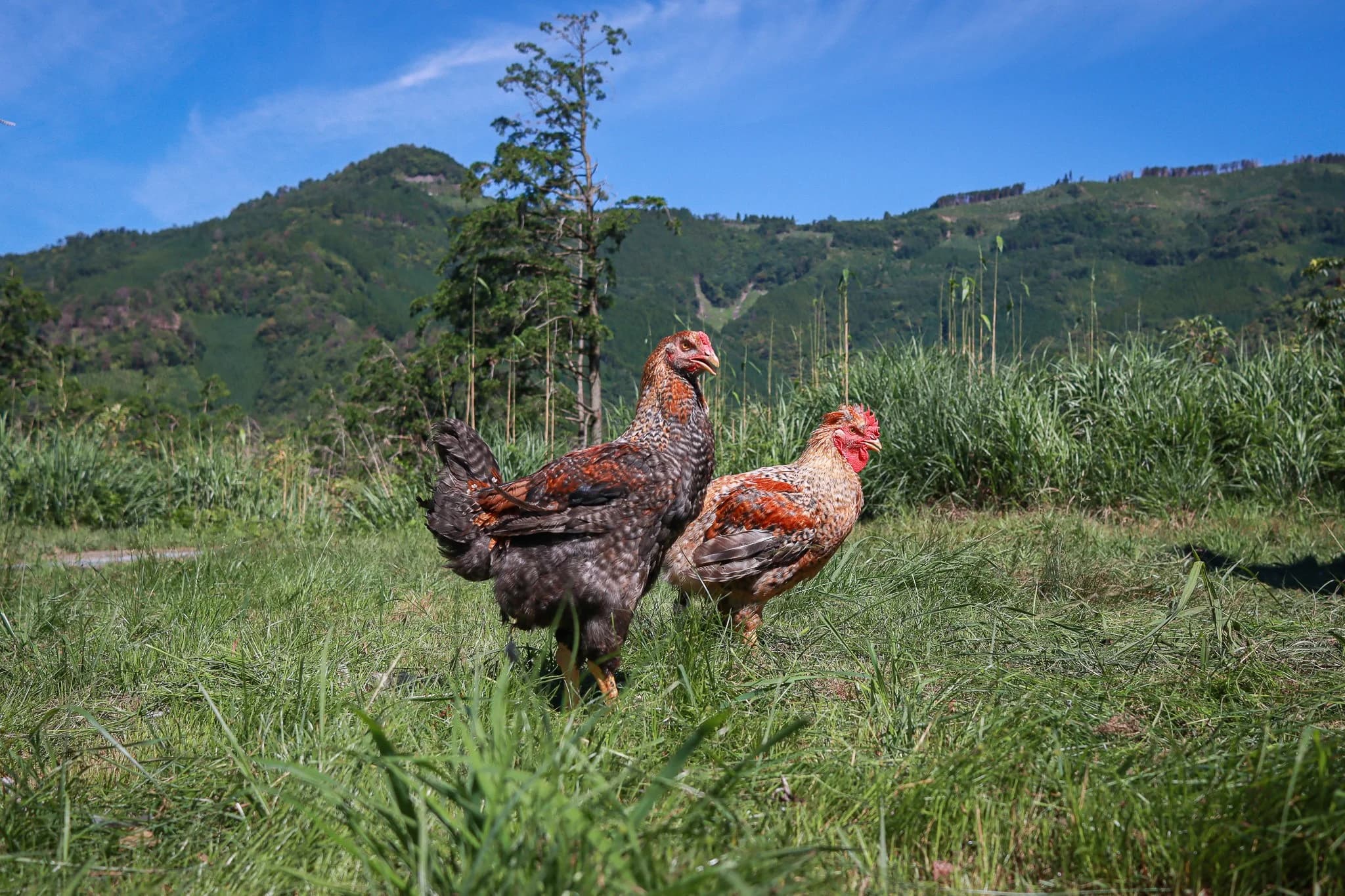 草地に平飼いされる諸塚村 山麓地鶏